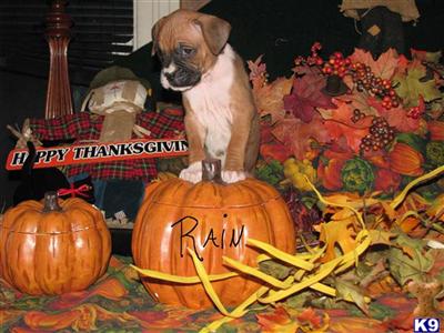 Puppies in MI
