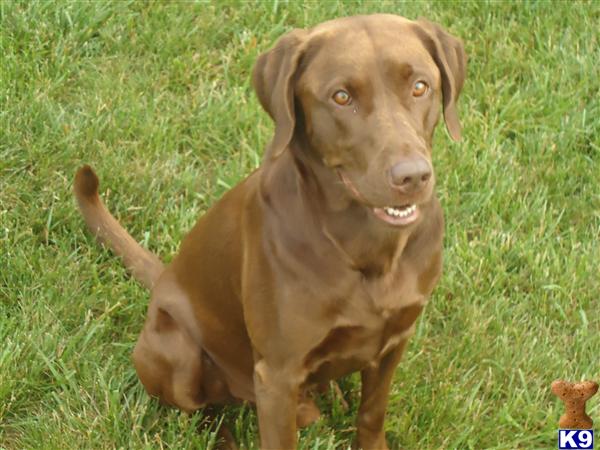 Stud Dogs in MD