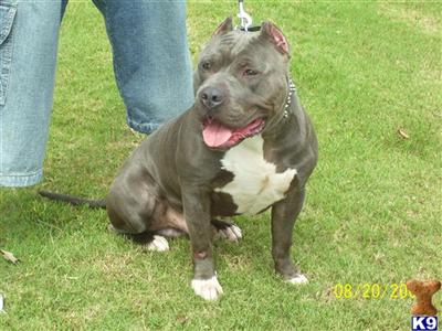 Stud Dogs in NC