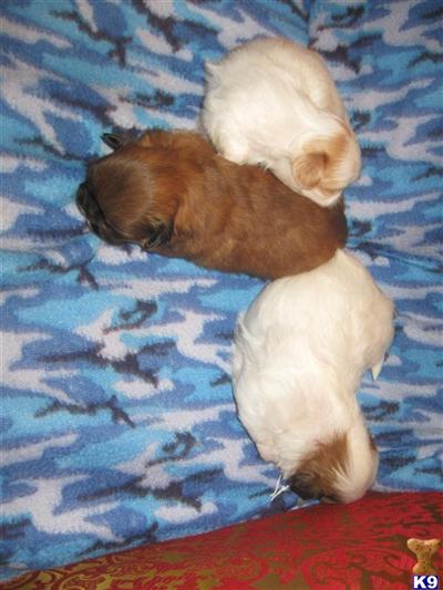Puppies in AL
