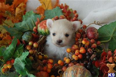 Puppies in IA