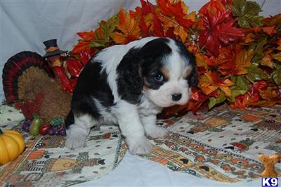 Puppies in IA