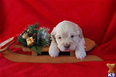 Cockapoos Puppies for Sale