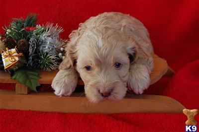 Cockapoos Puppies for Sale
