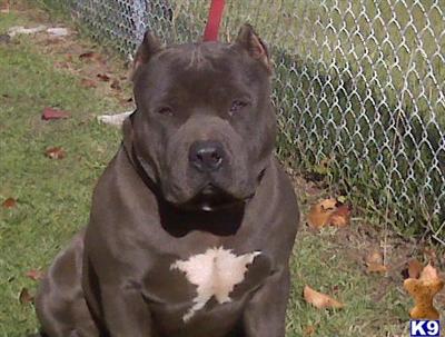 Stud Dogs in CA