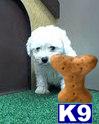Bichon Frise Puppies