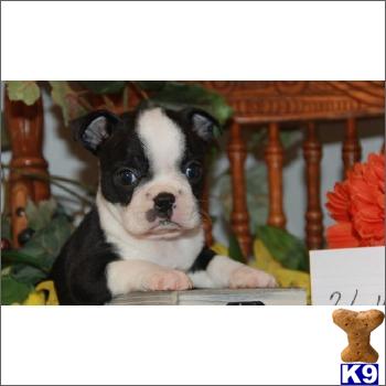 Boston Terrier Puppies