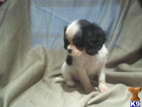 Cavalier King Charles Spaniel Puppies