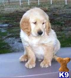 Golden Retriever Puppies in FL