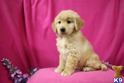 Golden Retriever Puppies