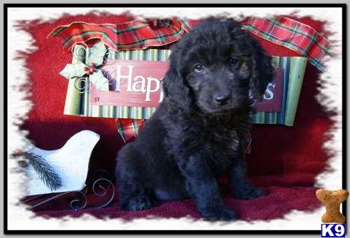 Goldendoodles Puppies