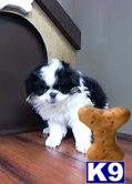 Japanese Chin Puppies