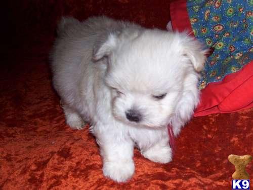 Maltese Puppies