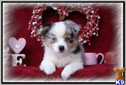Miniature Australian Shepherd Puppies
