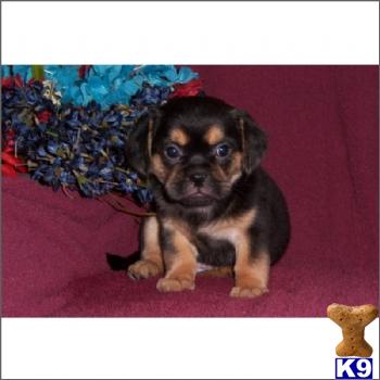 Mixed Breed Puppies