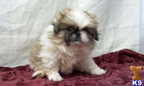 Pekingese Puppies