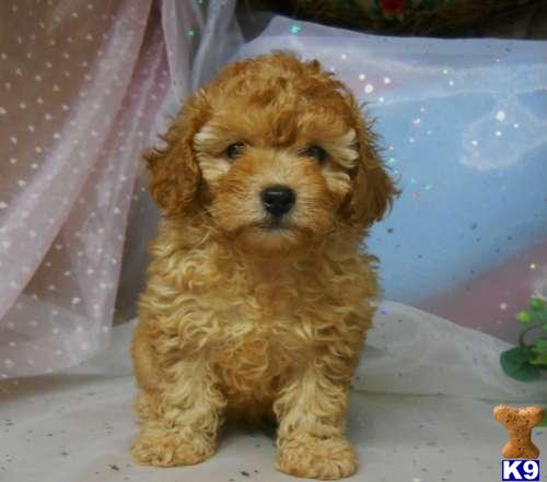 Poodle Puppies
