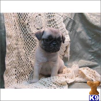Pug Puppies