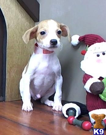 Rat Terrier Puppies