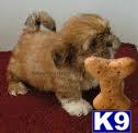 Shih Tzu Puppies