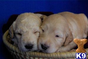 Puppies in Atlanta