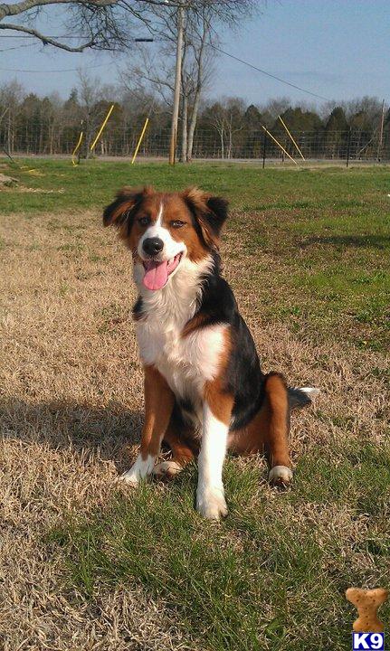 Stud Dogs - Australian Shepherd
