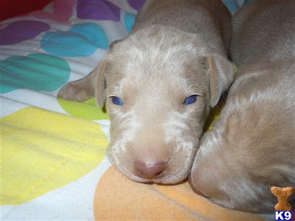 Weimaraner Puppies