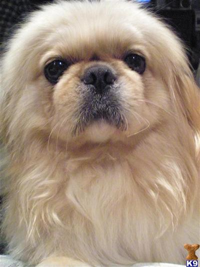 Stud Dogs - Pekingese