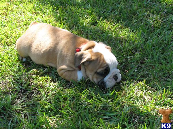 English Bulldog Puppies in FL