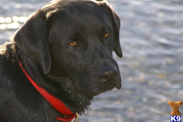 Stud Dogs - Labrador Retriever