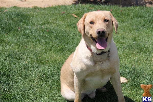 Stud Dogs - Labrador Retriever