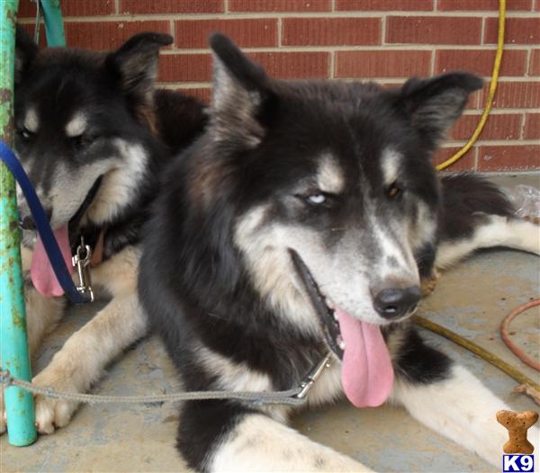 Stud Dogs - Siberian Husky