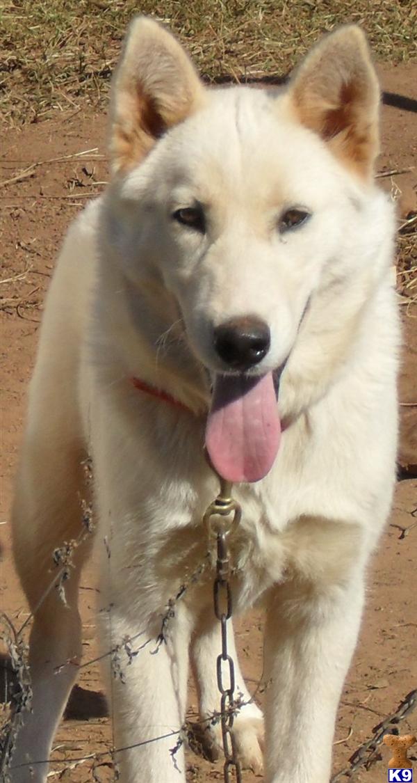 Stud Dogs - Wolf Dog