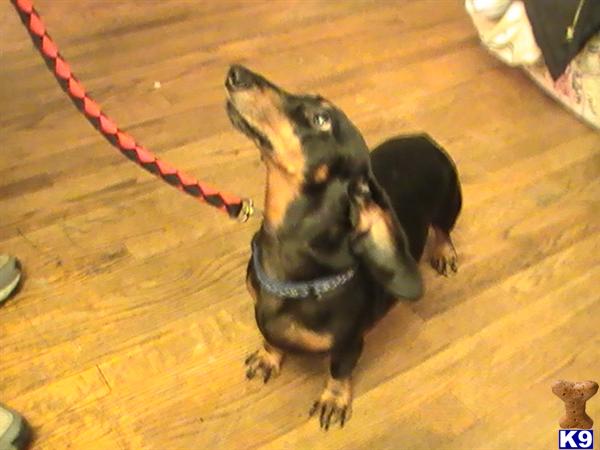 Stud Dogs - Dachshund
