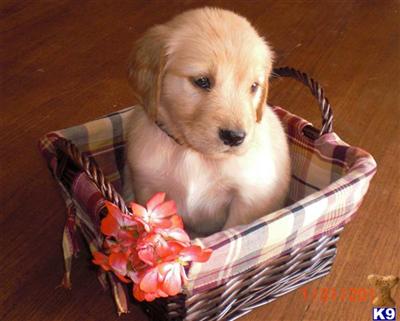 Golden Retriever Puppies for Sale
