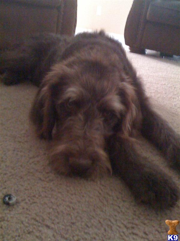 Stud Dogs - Labradoodle