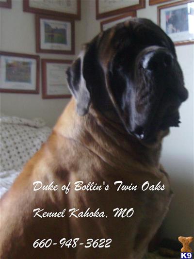 Mastiff Puppies for Sale