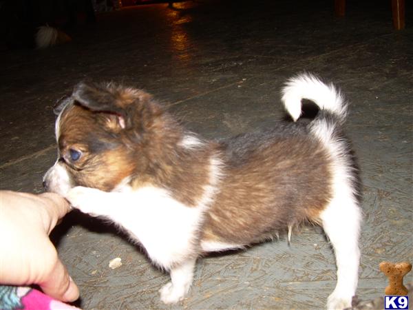 Papillon Puppies