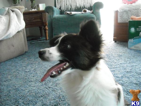 Dogs for Sale in MO