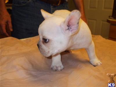 Puppies in WA
