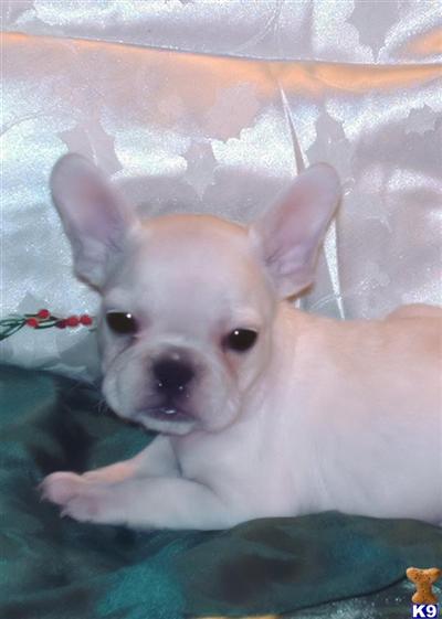 Dogs for Sale in WA