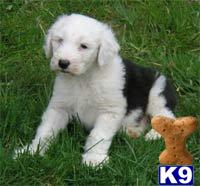 Dogs for Sale in WA