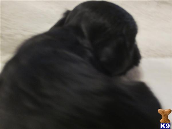 Puppies in WA