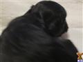 Labradoodle