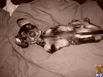 Stud Dogs - Dachshund
