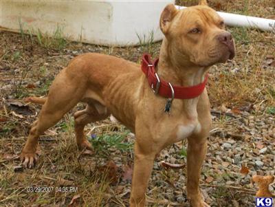 Stud Dogs - American Pit Bull