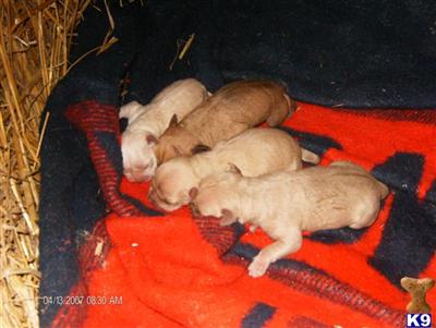 American Pit Bull Puppies for Sale