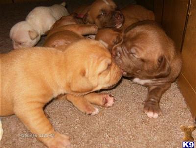 Puppies in IL