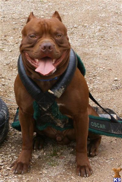 Stud Dogs - American Pit Bull