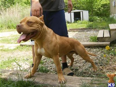 Stud Dogs - American Pit Bull